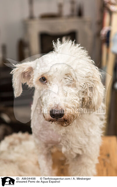 geschorener Perro de Agua Espanol / sheared Perro de Agua Espanol / AM-04498