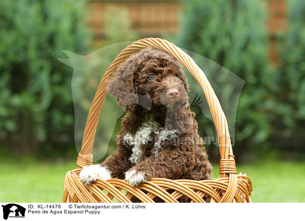 Perro de Agua Espanol Welpe / Perro de Agua Espanol Puppy / KL-14478