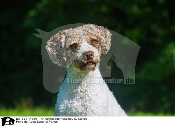 Perro de Agua Espanol Portrait / SST-14866