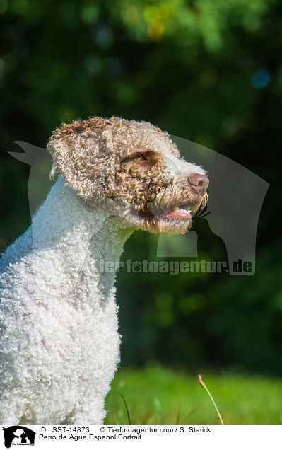 Perro de Agua Espanol Portrait / SST-14873