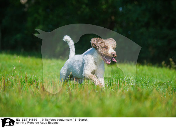 running Perro de Agua Espanol / SST-14886