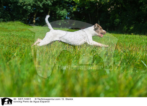 rennender Perro de Agua Espanol / running Perro de Agua Espanol / SST-14901