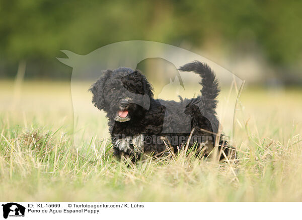 Perro de Agua Espanol Puppy / KL-15669