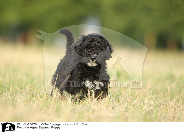 Perro de Agua Espanol Puppy / KL-15670