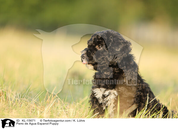 Perro de Agua Espanol Puppy / KL-15671