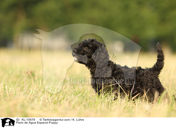 Perro de Agua Espanol Puppy / KL-15676