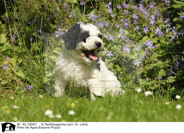 Perro de Agua Espanol Welpe / Perro de Agua Espanol Puppy / KL-18041