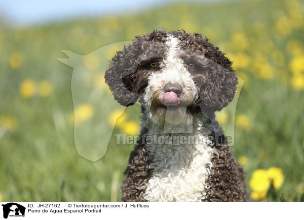 Perro de Agua Espanol Portrait / JH-27162