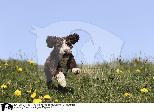 running Perro de Agua Espanol / JH-27180