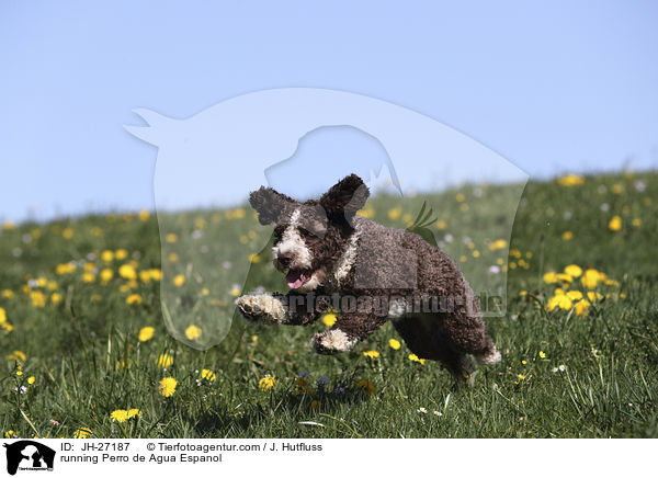 rennender Perro de Agua Espanol / running Perro de Agua Espanol / JH-27187