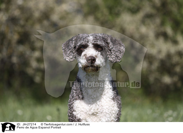 Perro de Agua Espanol Portrait / Perro de Agua Espanol Portrait / JH-27214