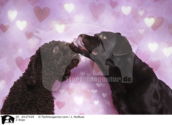 2 dogs / JH-27429