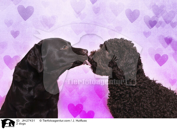 2 dogs / JH-27431