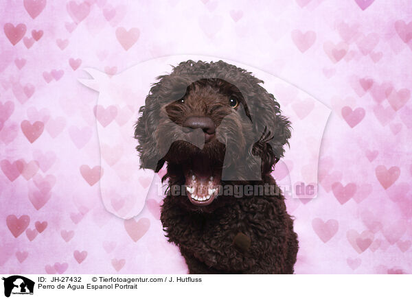Perro de Agua Espanol Portrait / Perro de Agua Espanol Portrait / JH-27432
