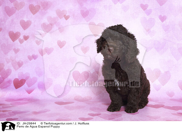 Perro de Agua Espanol Puppy / JH-29844