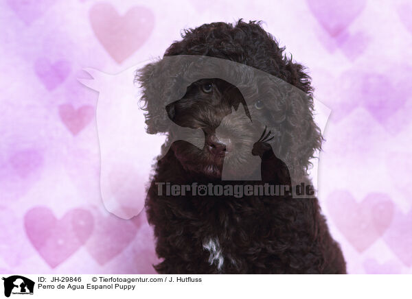 Perro de Agua Espanol Puppy / JH-29846