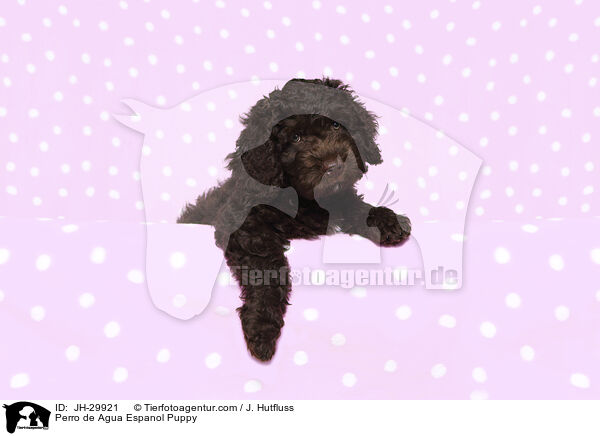 Perro de Agua Espanol Puppy / JH-29921