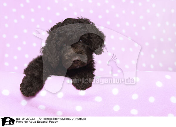 Perro de Agua Espanol Puppy / JH-29923