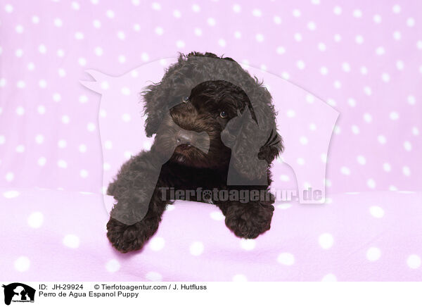 Perro de Agua Espanol Puppy / JH-29924