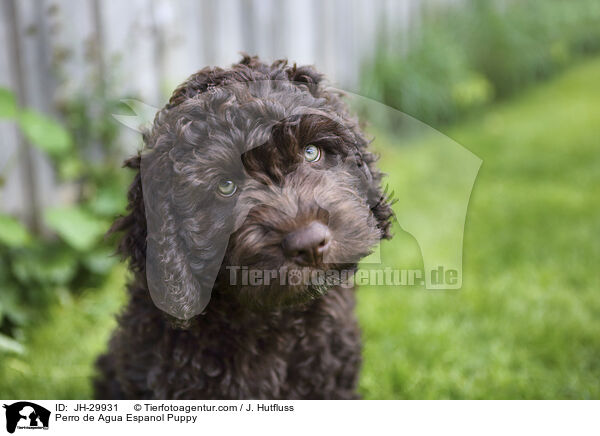 Perro de Agua Espanol Welpe / Perro de Agua Espanol Puppy / JH-29931