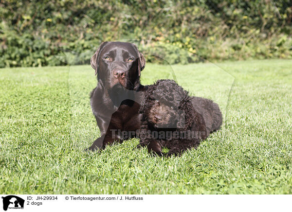 2 Hunde / 2 dogs / JH-29934