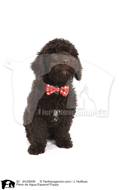 Perro de Agua Espanol Puppy / JH-29936