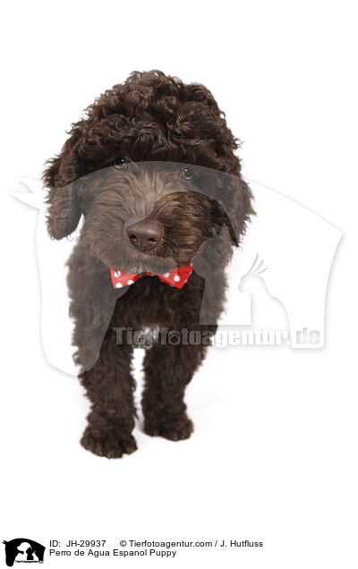 Perro de Agua Espanol Puppy / JH-29937