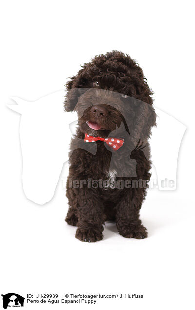 Perro de Agua Espanol Puppy / JH-29939