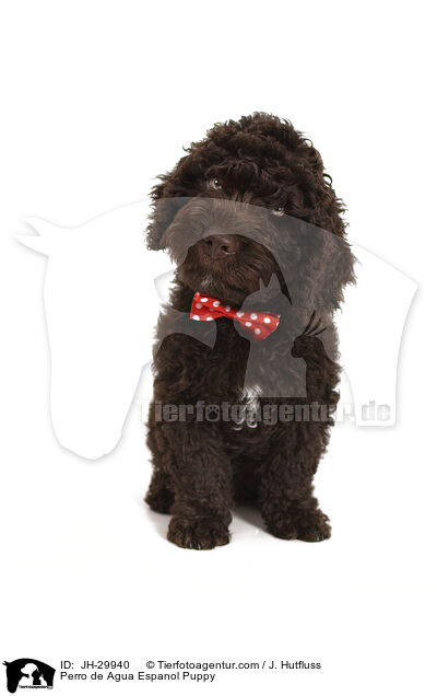 Perro de Agua Espanol Welpe / Perro de Agua Espanol Puppy / JH-29940