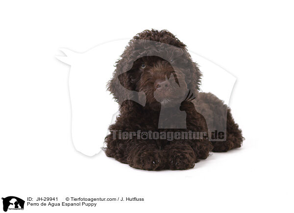 Perro de Agua Espanol Puppy / JH-29941