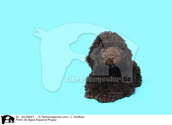 Perro de Agua Espanol Welpe / Perro de Agua Espanol Puppy / JH-29947