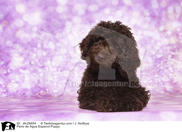 Perro de Agua Espanol Puppy / JH-29954