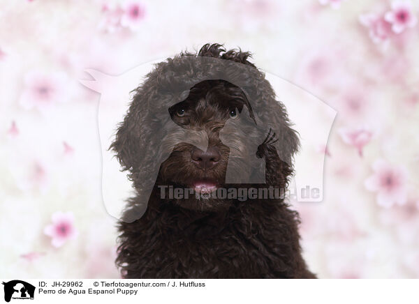 Perro de Agua Espanol Puppy / JH-29962