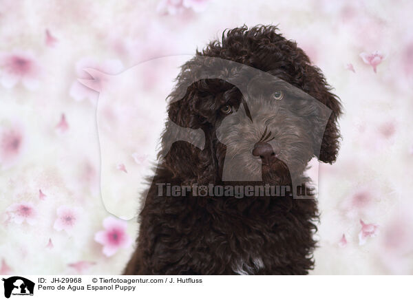 Perro de Agua Espanol Welpe / Perro de Agua Espanol Puppy / JH-29968