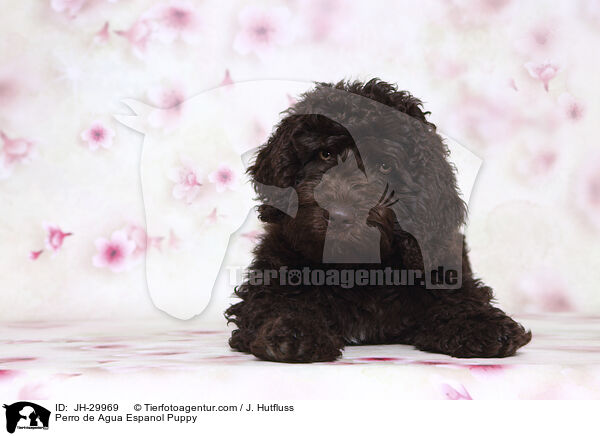 Perro de Agua Espanol Puppy / JH-29969