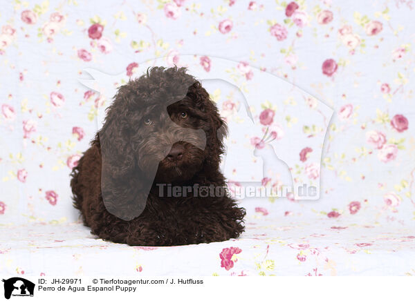 Perro de Agua Espanol Puppy / JH-29971