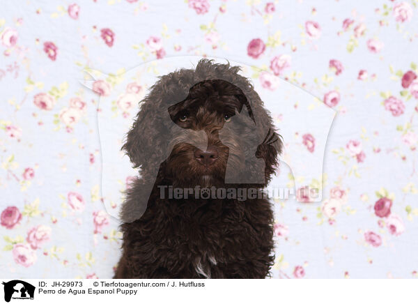 Perro de Agua Espanol Welpe / Perro de Agua Espanol Puppy / JH-29973