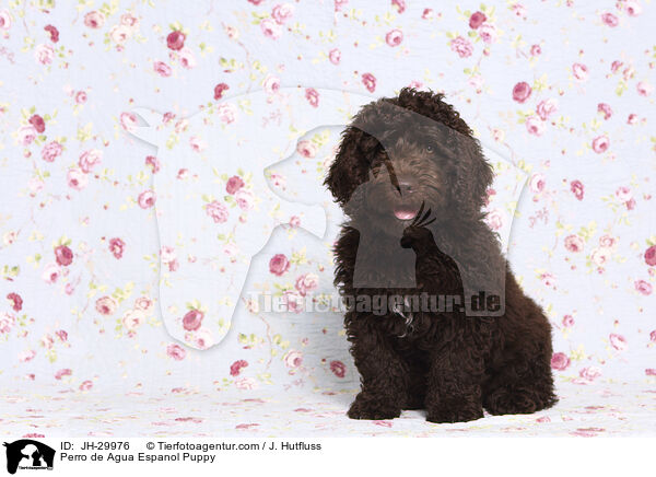 Perro de Agua Espanol Puppy / JH-29976