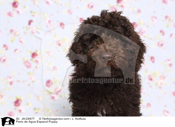 Perro de Agua Espanol Welpe / Perro de Agua Espanol Puppy / JH-29977
