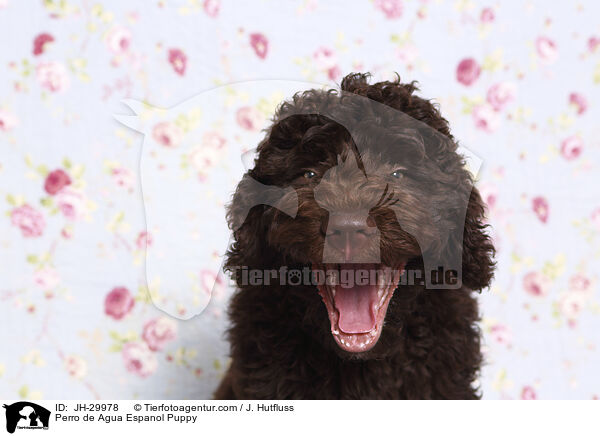 Perro de Agua Espanol Puppy / JH-29978