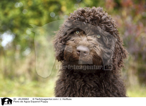 Perro de Agua Espanol Puppy / JH-29982