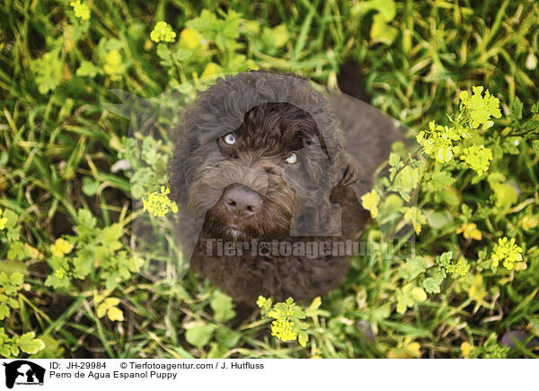 Perro de Agua Espanol Puppy / JH-29984