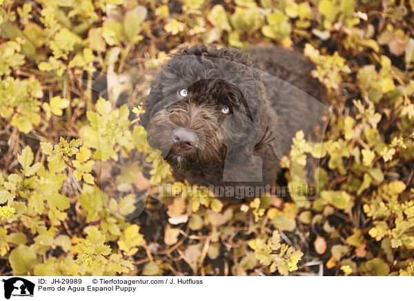 Perro de Agua Espanol Puppy / JH-29989