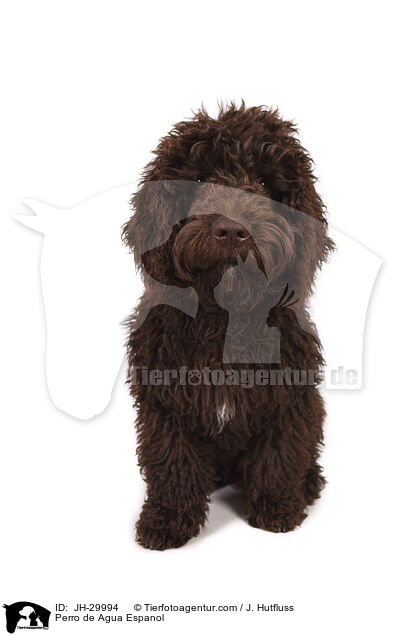 Perro de Agua Espanol / Perro de Agua Espanol / JH-29994