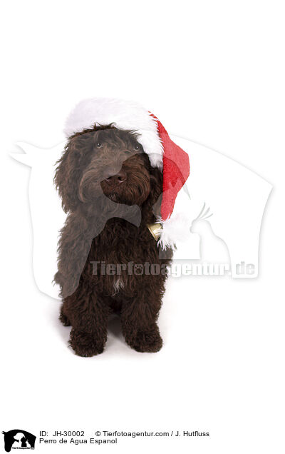 Perro de Agua Espanol / Perro de Agua Espanol / JH-30002