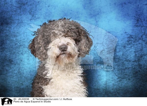 Perro de Agua Espanol in Studio / JH-30036