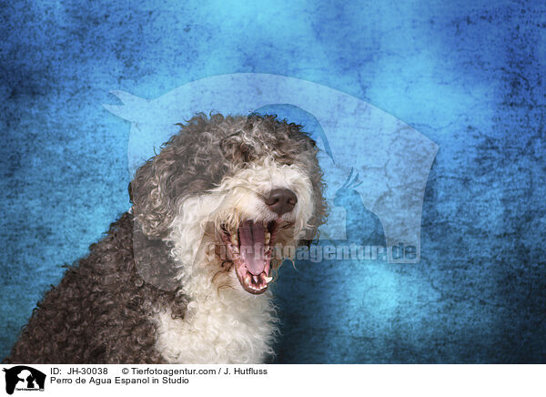 Perro de Agua Espanol in Studio / JH-30038