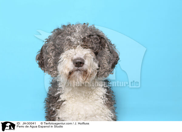 Perro de Agua Espanol in Studio / JH-30041