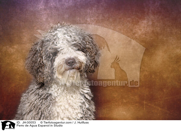 Perro de Agua Espanol im Studio / Perro de Agua Espanol in Studio / JH-30053
