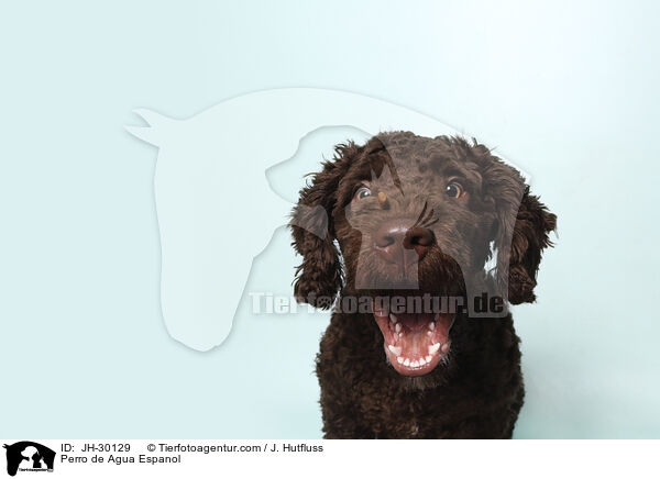 Perro de Agua Espanol / Perro de Agua Espanol / JH-30129